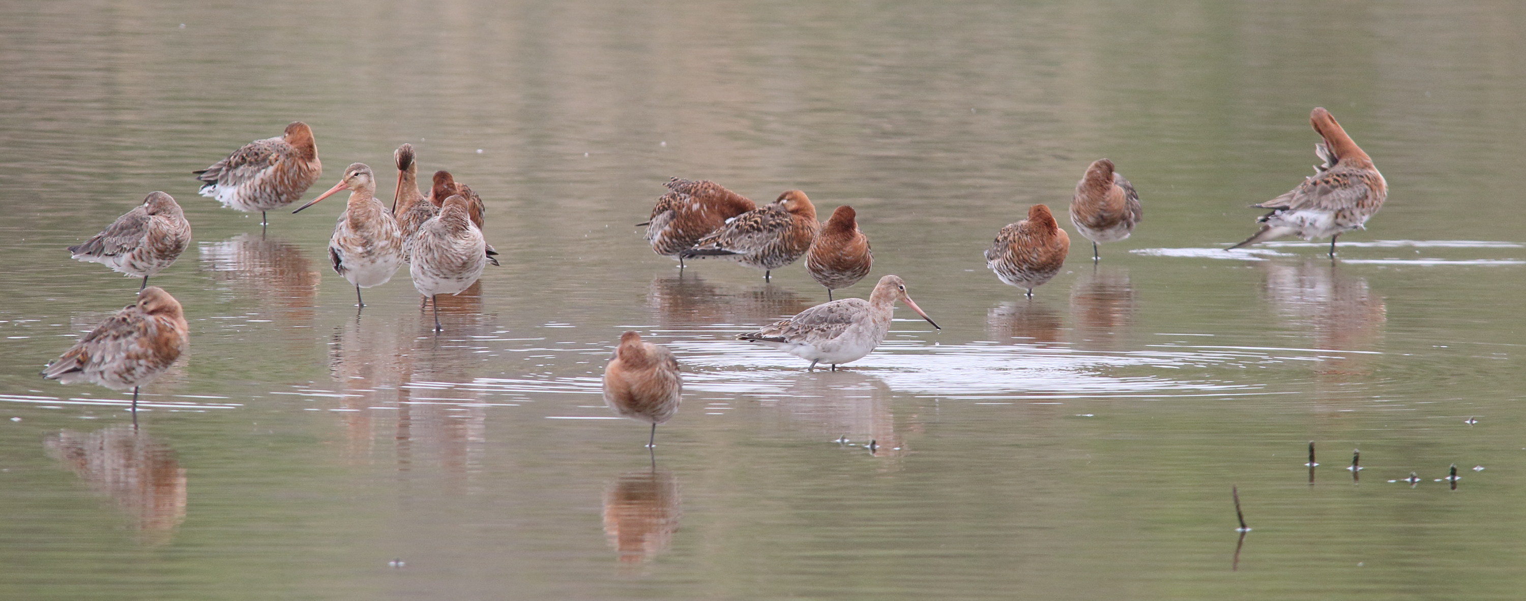 barge_a_queue_noire_-_limosa_limosa8md