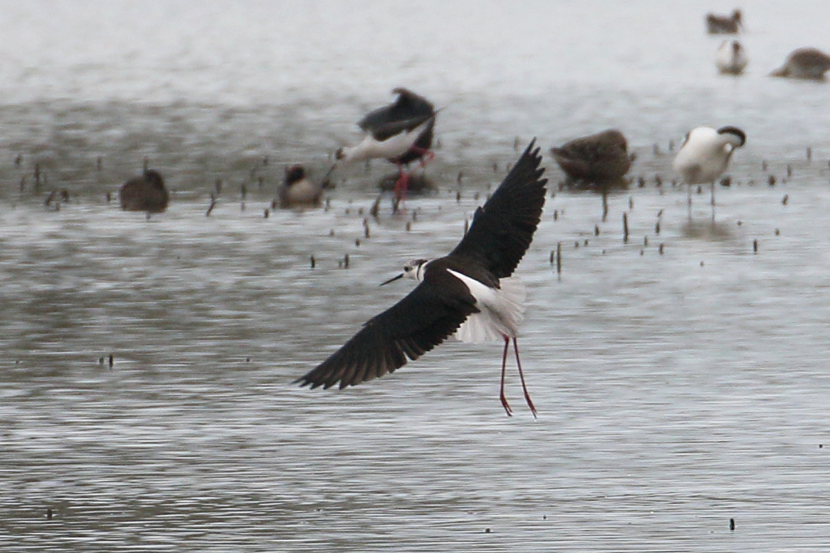 Afficher le média echasse_blanche_-_himantopus_himantopus6bd echasse_blanche_-_himantopus_himantopus6bd
