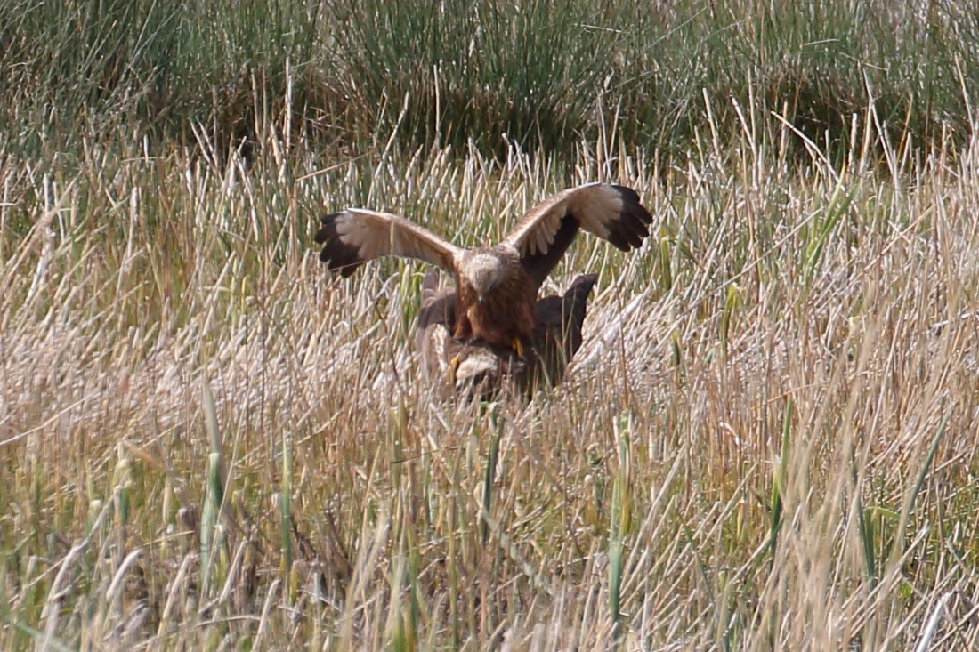 busard_des_roseaux_-_circua_aeruginosus11bd