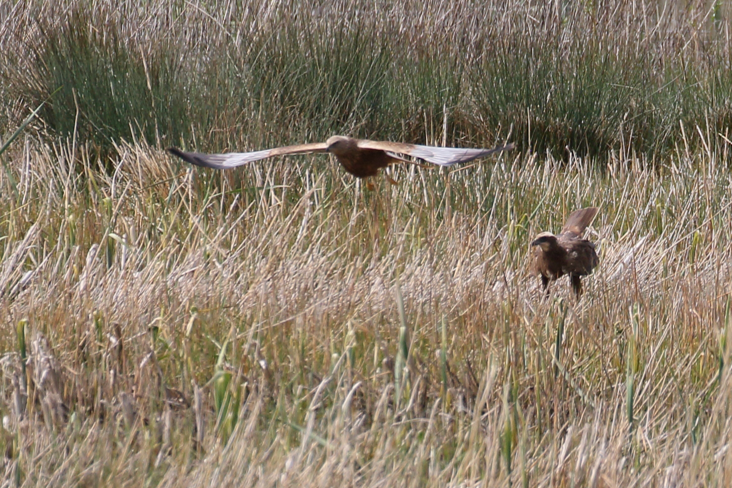 busard_des_roseaux_-_circua_aeruginosus12bd