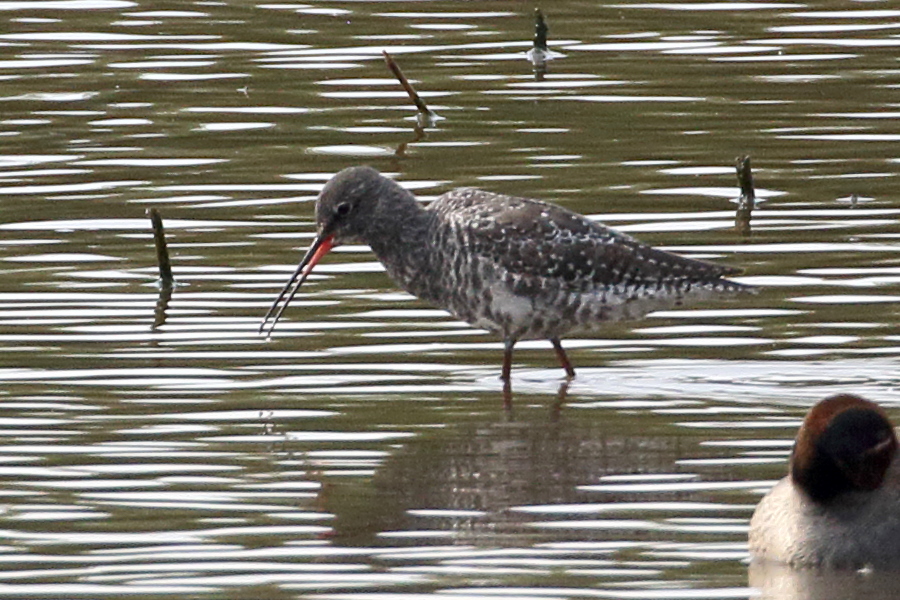 chevalier_arlequin_-_tringa_erythropus2bd