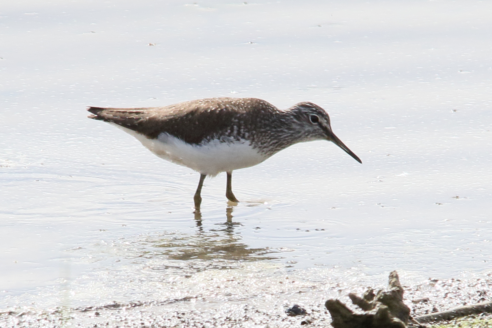 chevalier_culblanc_-_tringa_ochropus5md