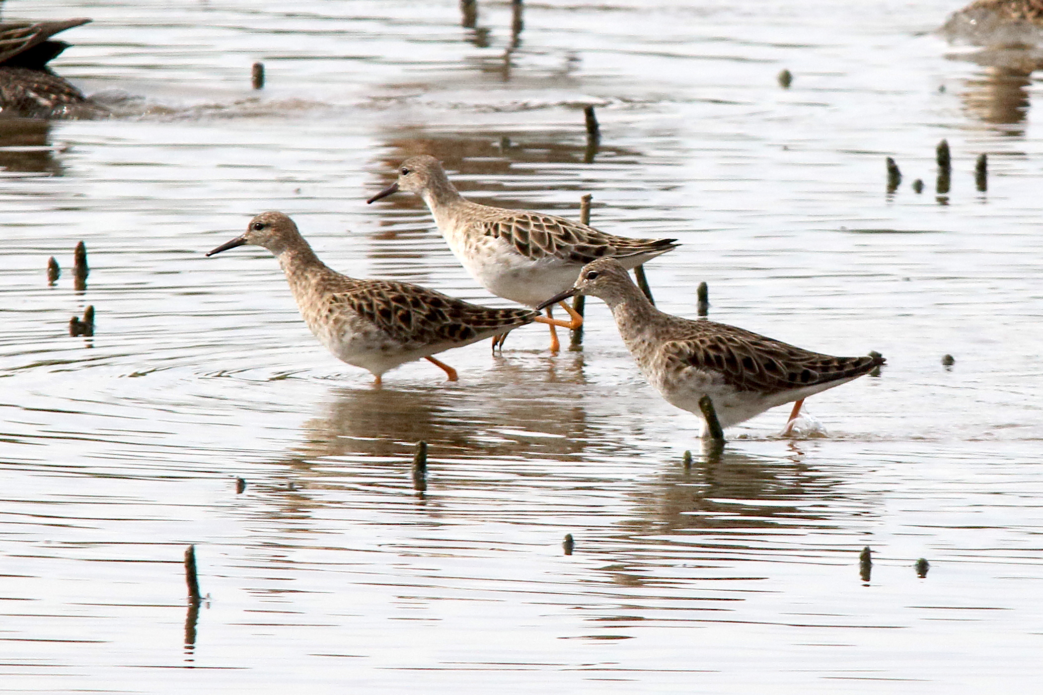 Afficher le média combattant_varie_-_philomachus_pugnax4md combattant_varie_-_philomachus_pugnax4md