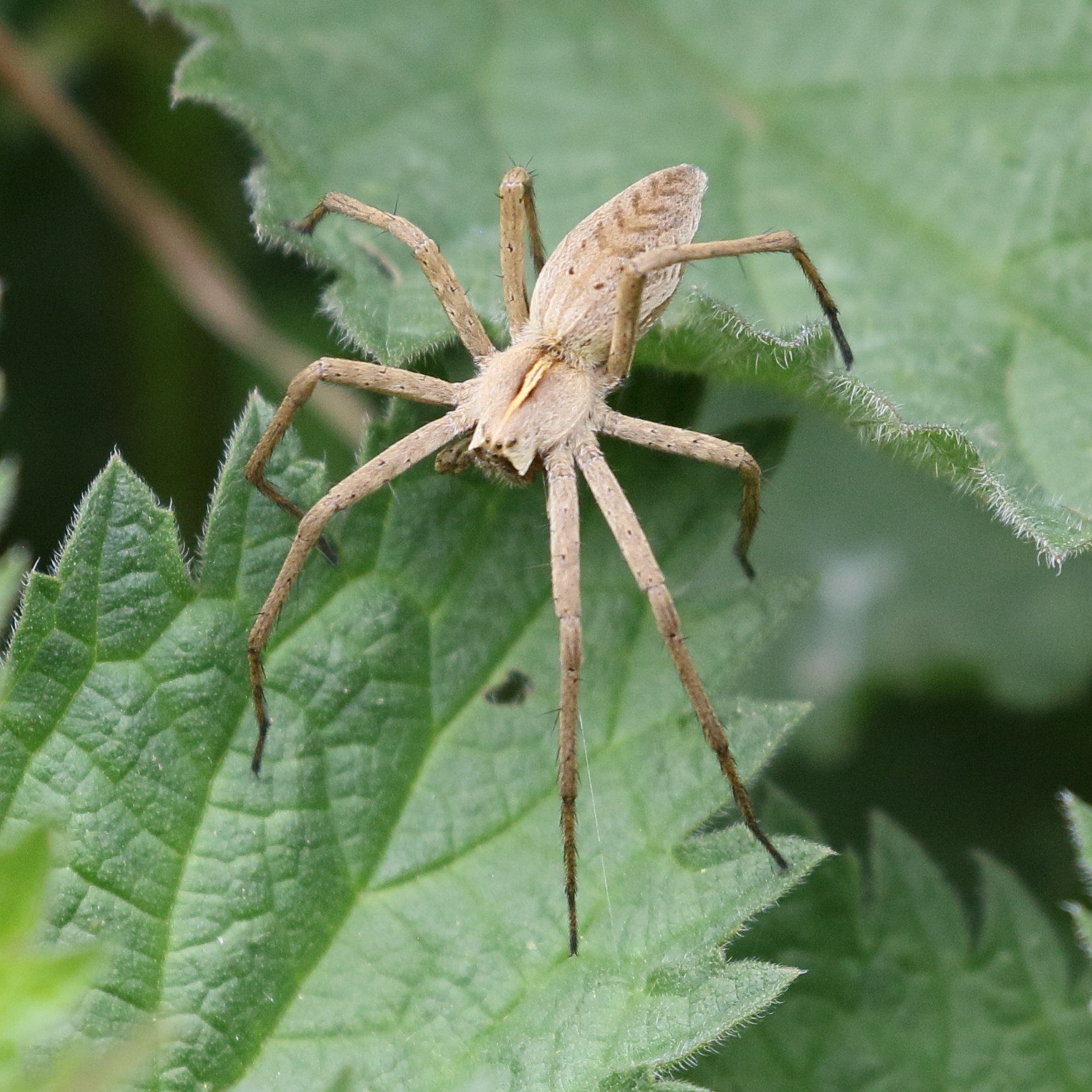 pisaura_mirabilis11bd