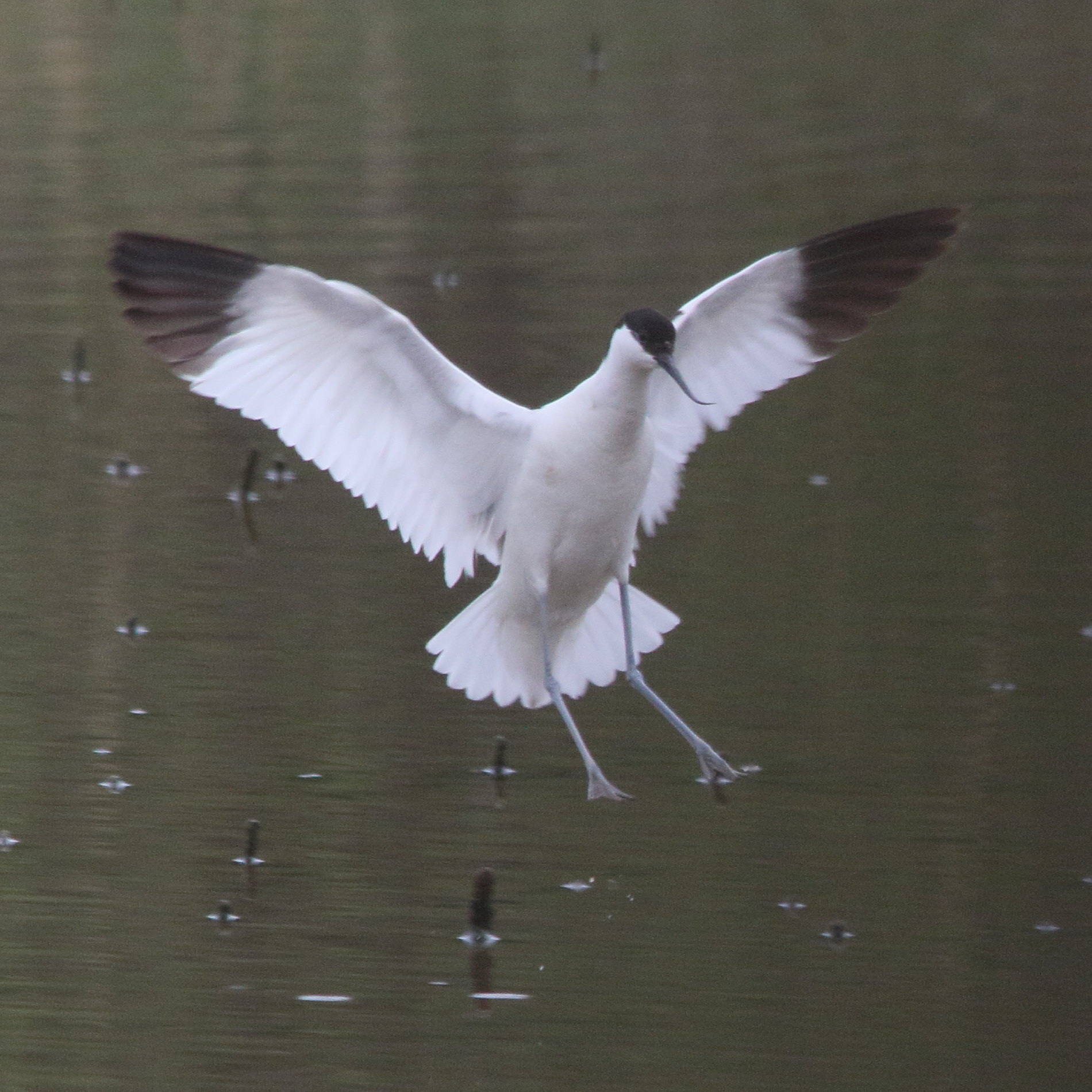Afficher le média avocette_elegante_-_recurvirostra_avosetta11md avocette_elegante_-_recurvirostra_avosetta11md