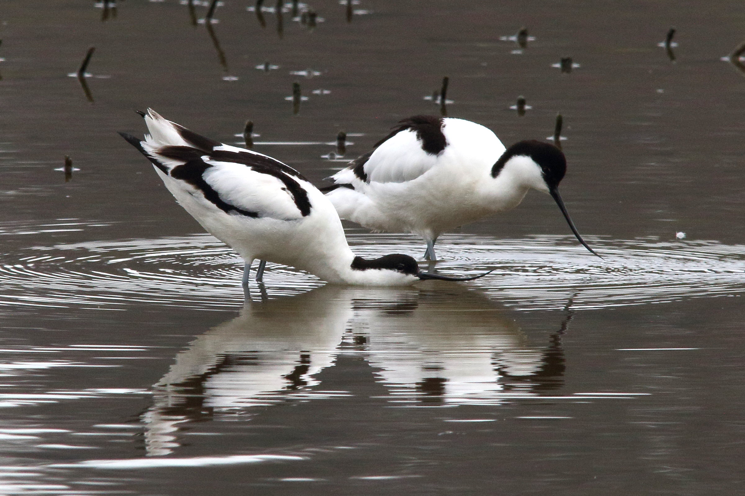 Afficher le média avocette_elegante_-_recurvirostra_avosetta1md avocette_elegante_-_recurvirostra_avosetta1md