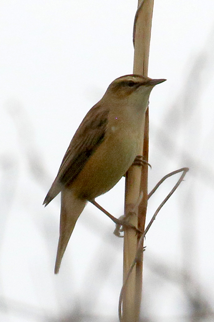 Afficher le média phragmite_des_joncs_-_acrocephalus_schoenobaenus6bd phragmite_des_joncs_-_acrocephalus_schoenobaenus6bd