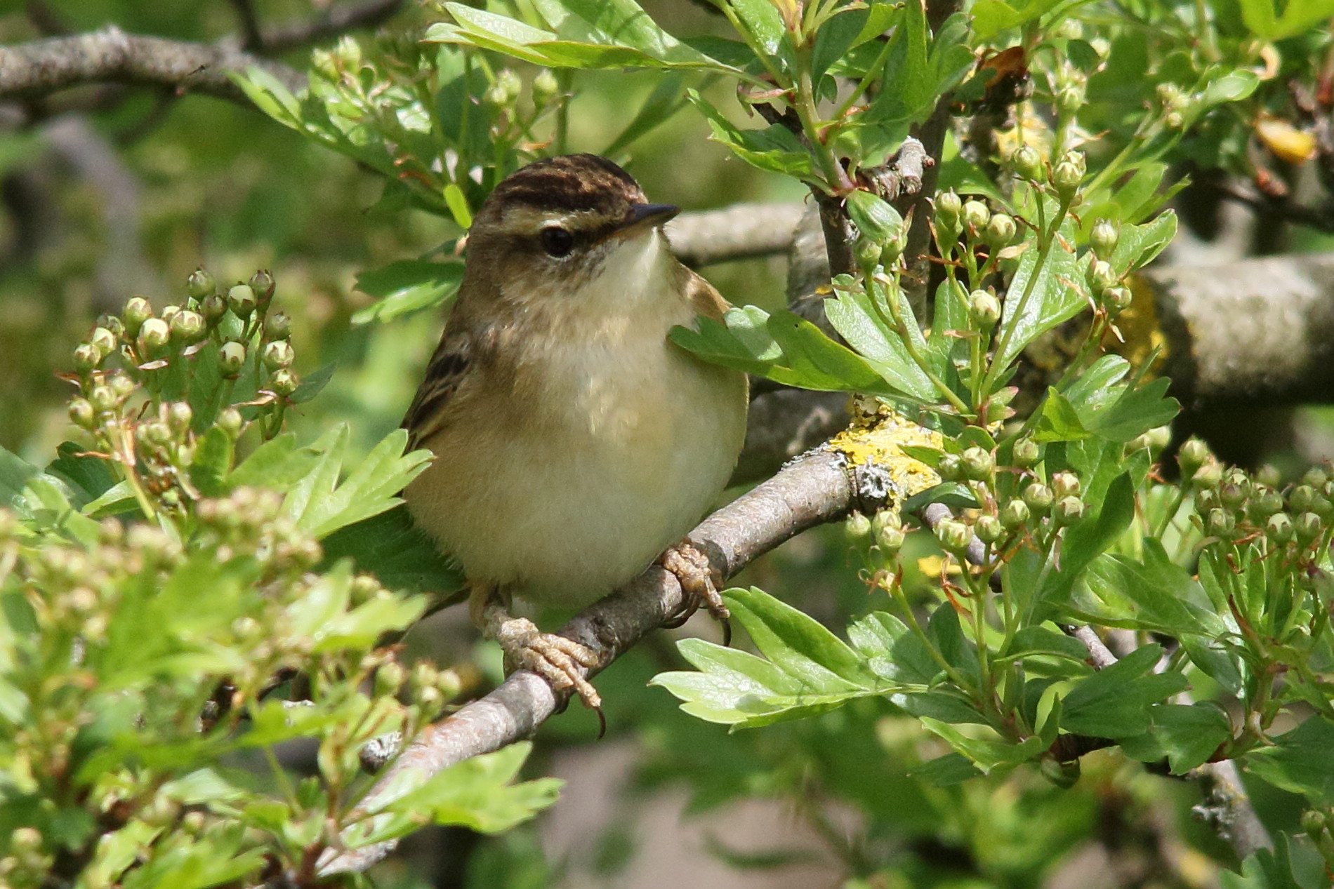 Afficher le média phragmite_des_joncs_-_acrocephalus_schoenobaenus7md phragmite_des_joncs_-_acrocephalus_schoenobaenus7md