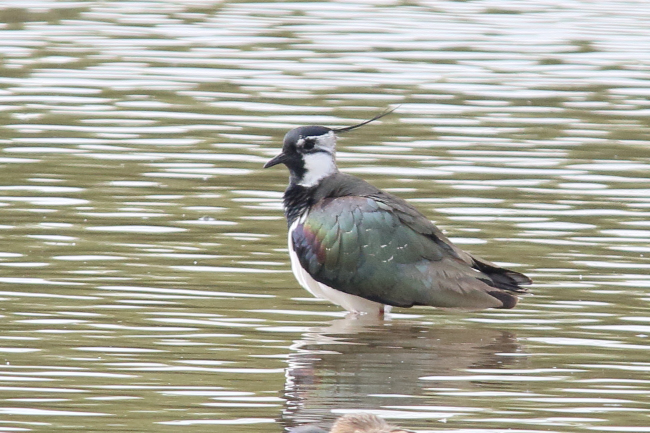 vanneau_huppe_-_vanellus_vanellus_8md