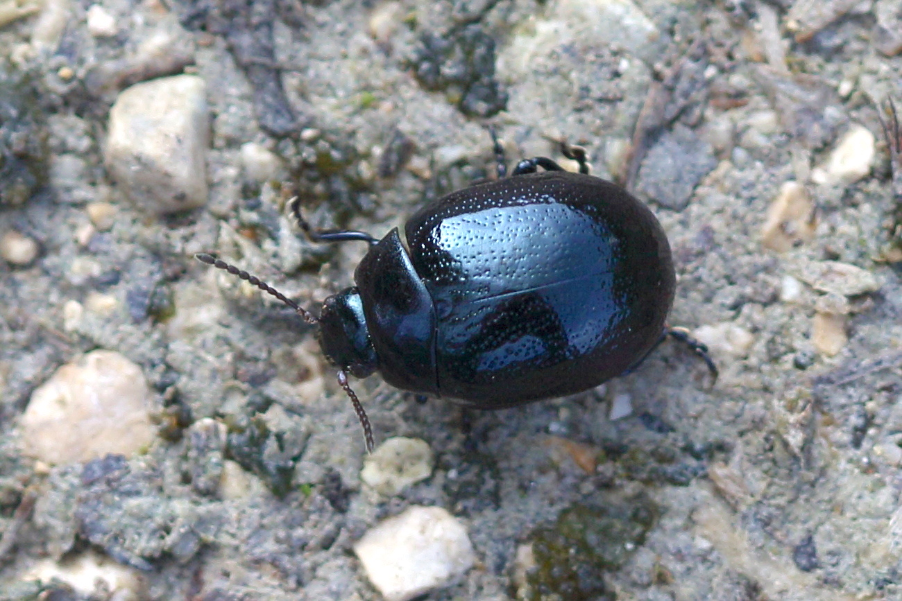 chrysolina_haemoptera1md