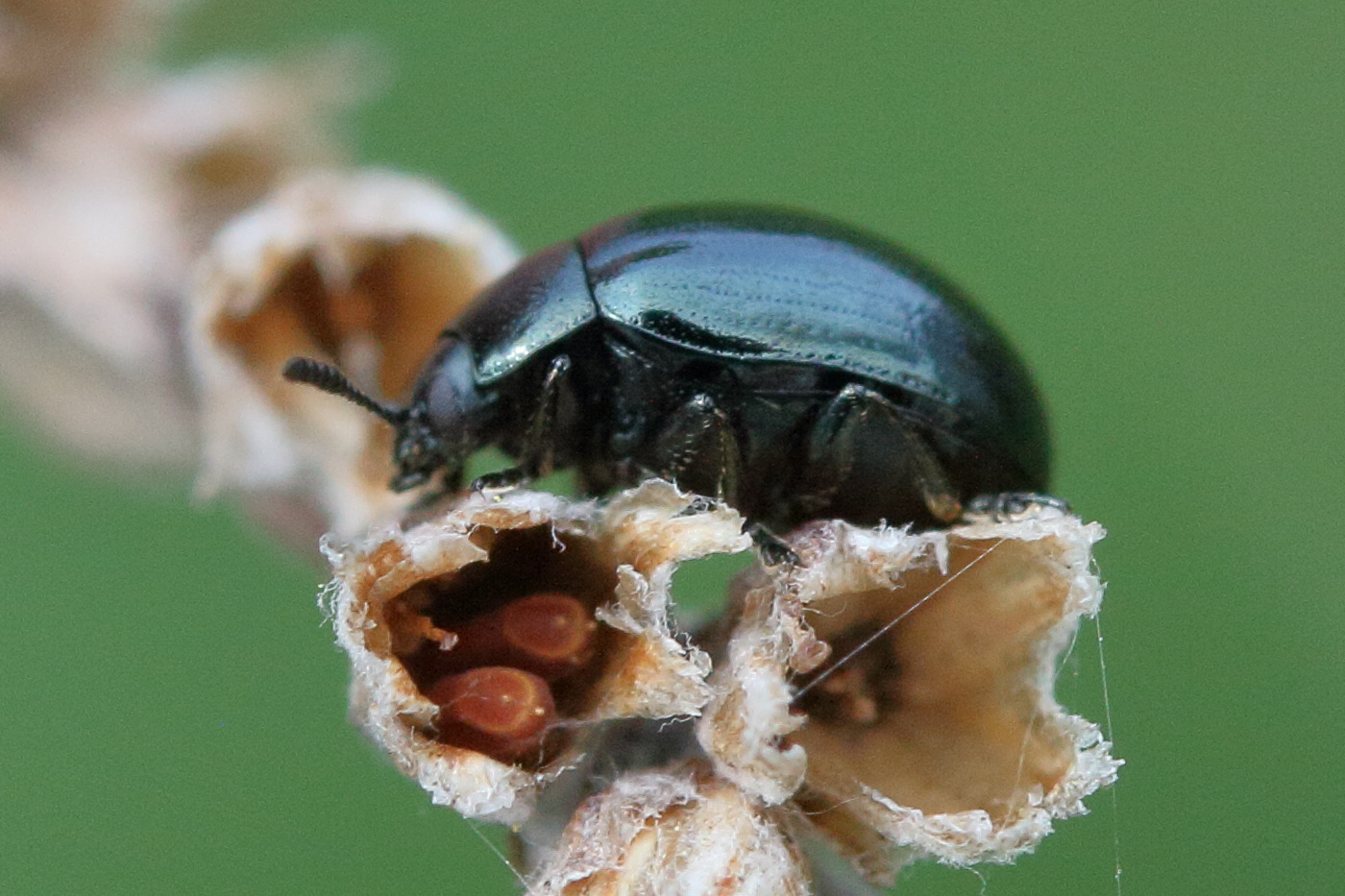 chrysolina_haemoptera2md