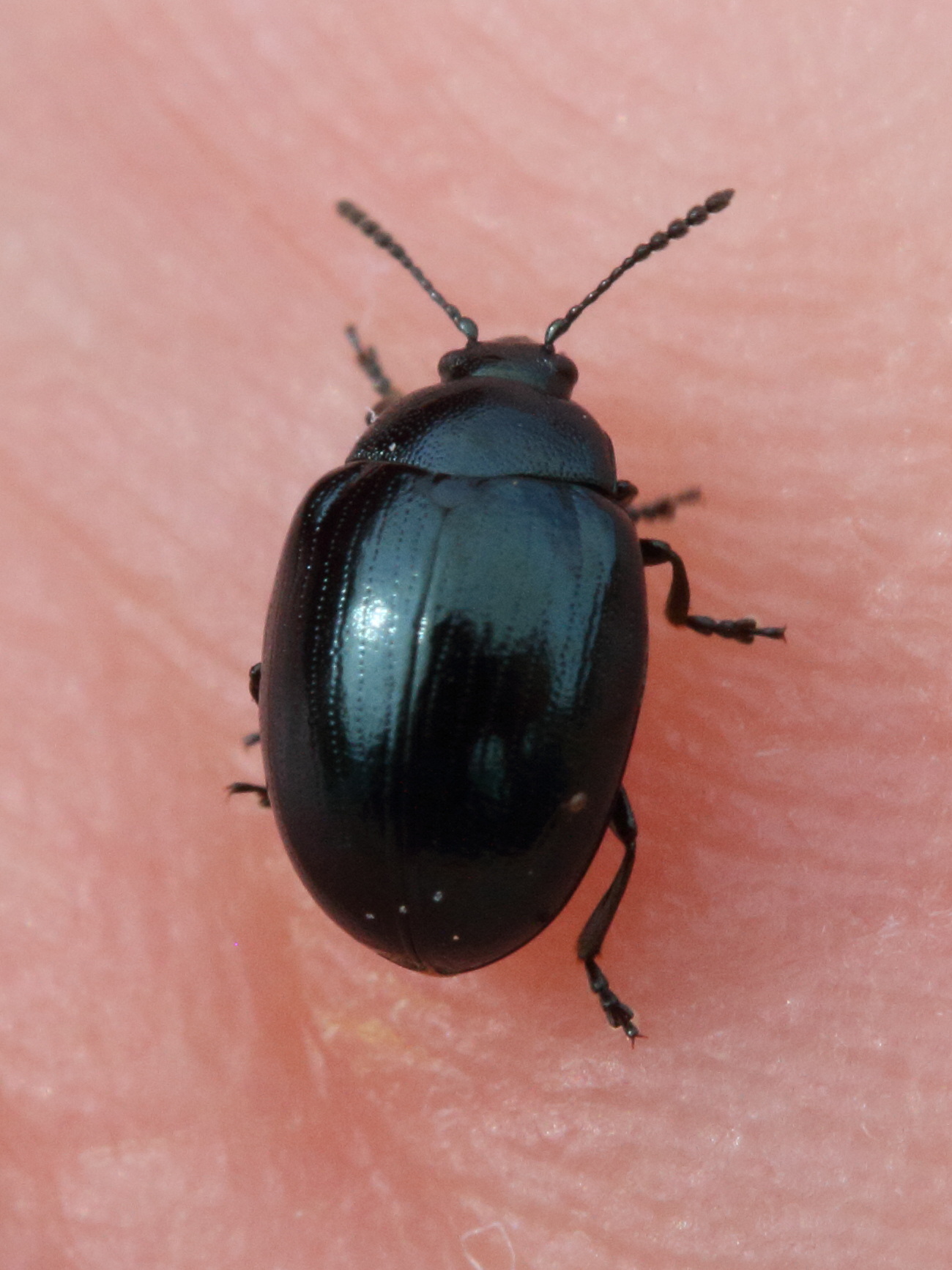 chrysolina_haemoptera3md