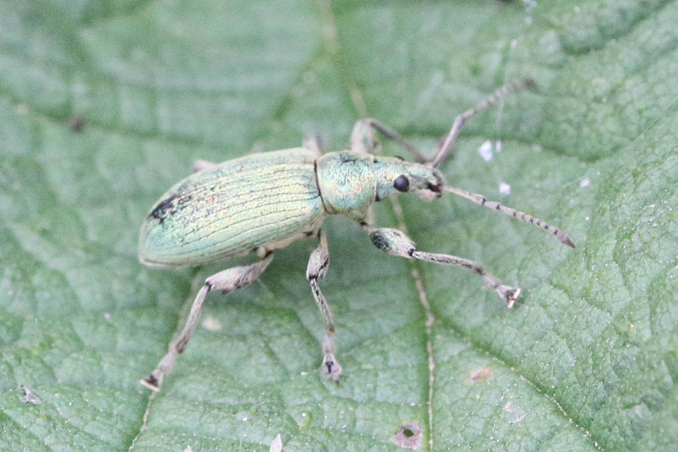 Afficher le média phyllobius_pomaceus1md phyllobius_pomaceus1md