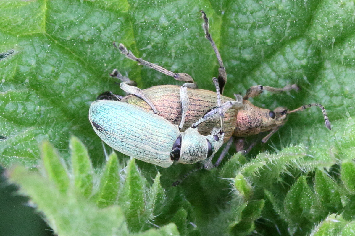 Afficher le média phyllobius_pomaceus8md phyllobius_pomaceus8md