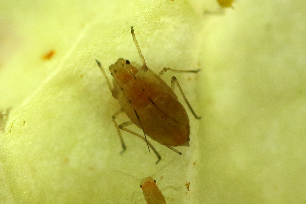 nasonovia_ribisnigri2md