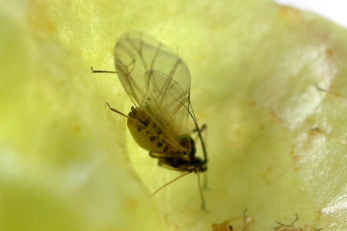 nasonovia_ribisnigri3md