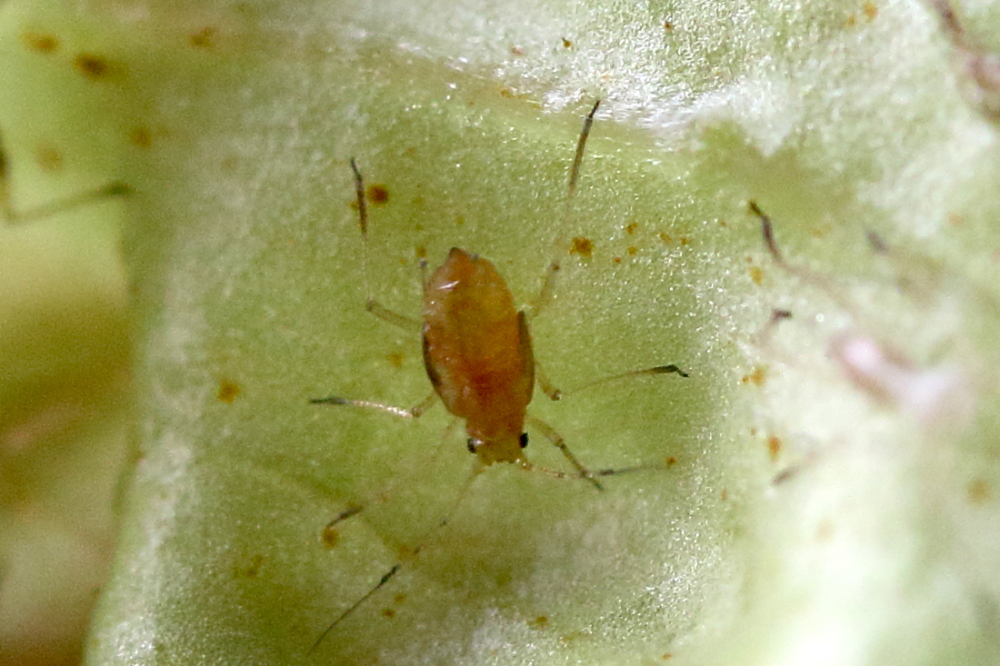 nasonovia_ribisnigri4md