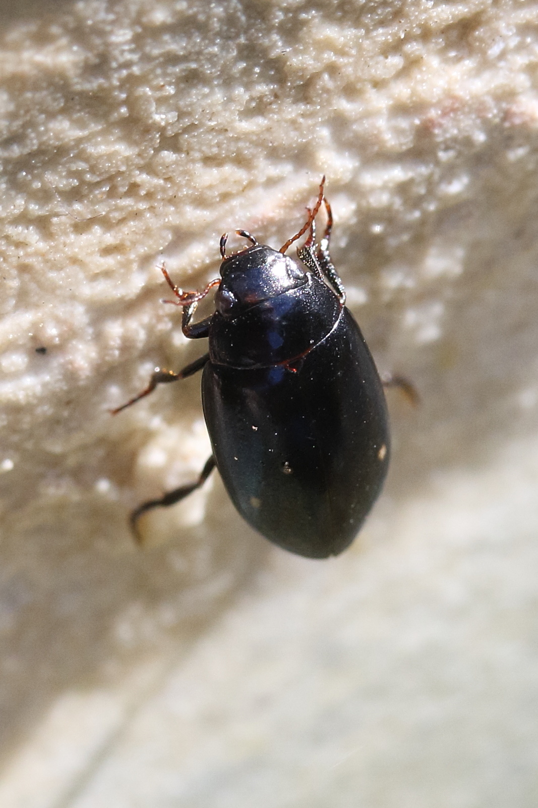 agabus_biguttatus1md