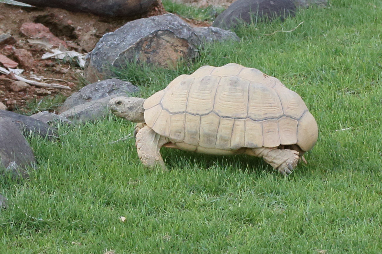 Afficher le média centrochelys_sulcata6md centrochelys_sulcata6md