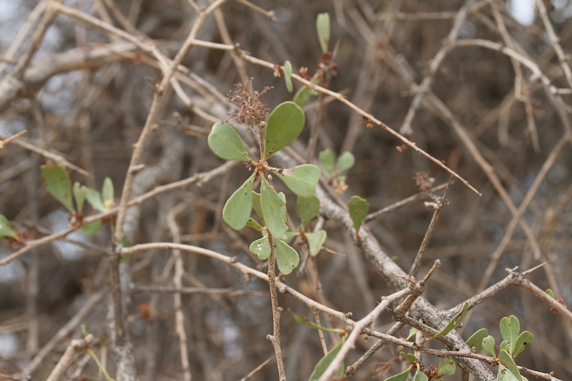 maytenus_senegalensis1md