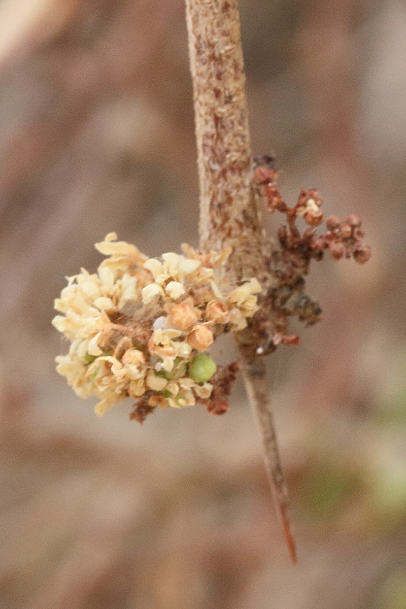 maytenus_senegalensis3md