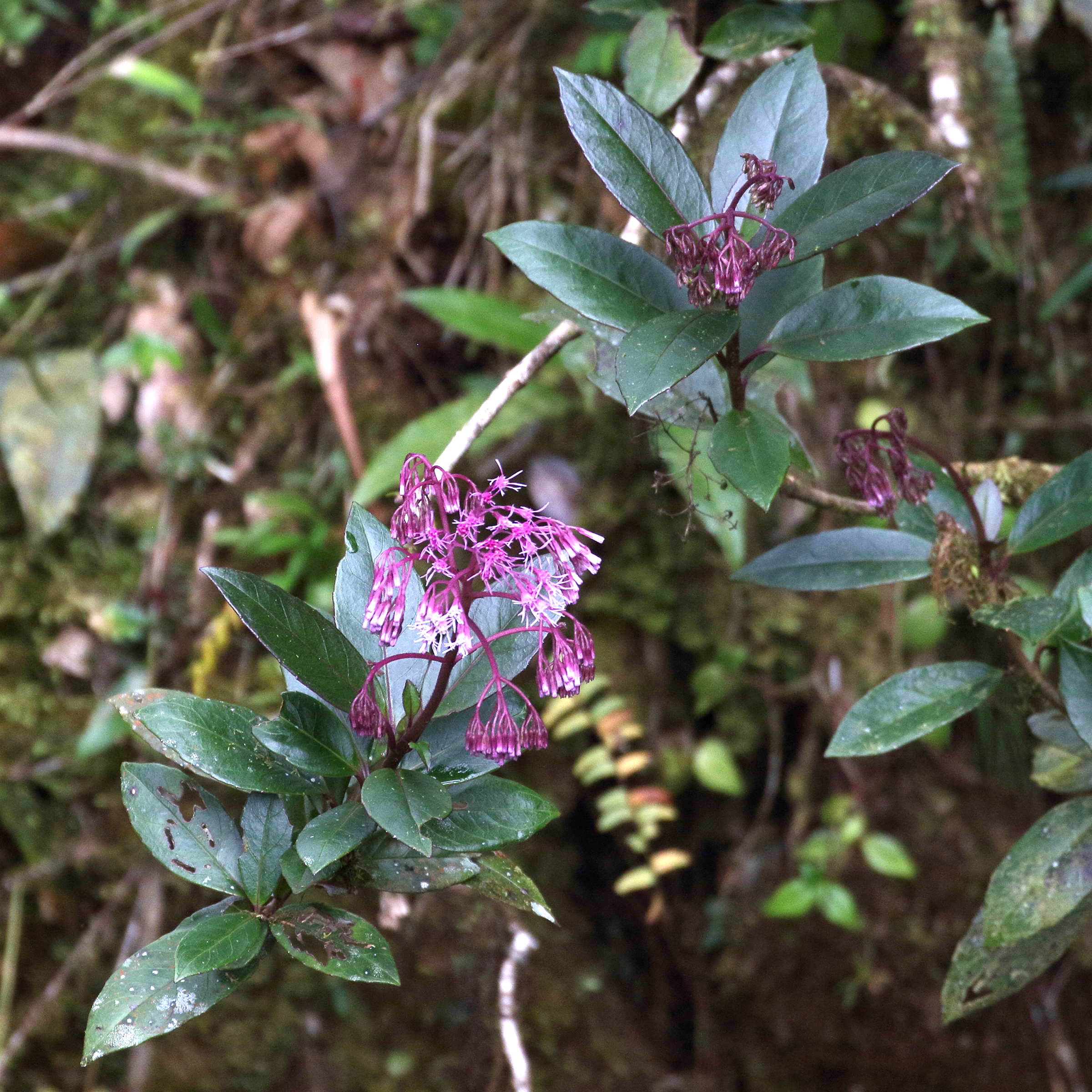 Afficher le média fuchsia_paniculata7bd fuchsia_paniculata7bd