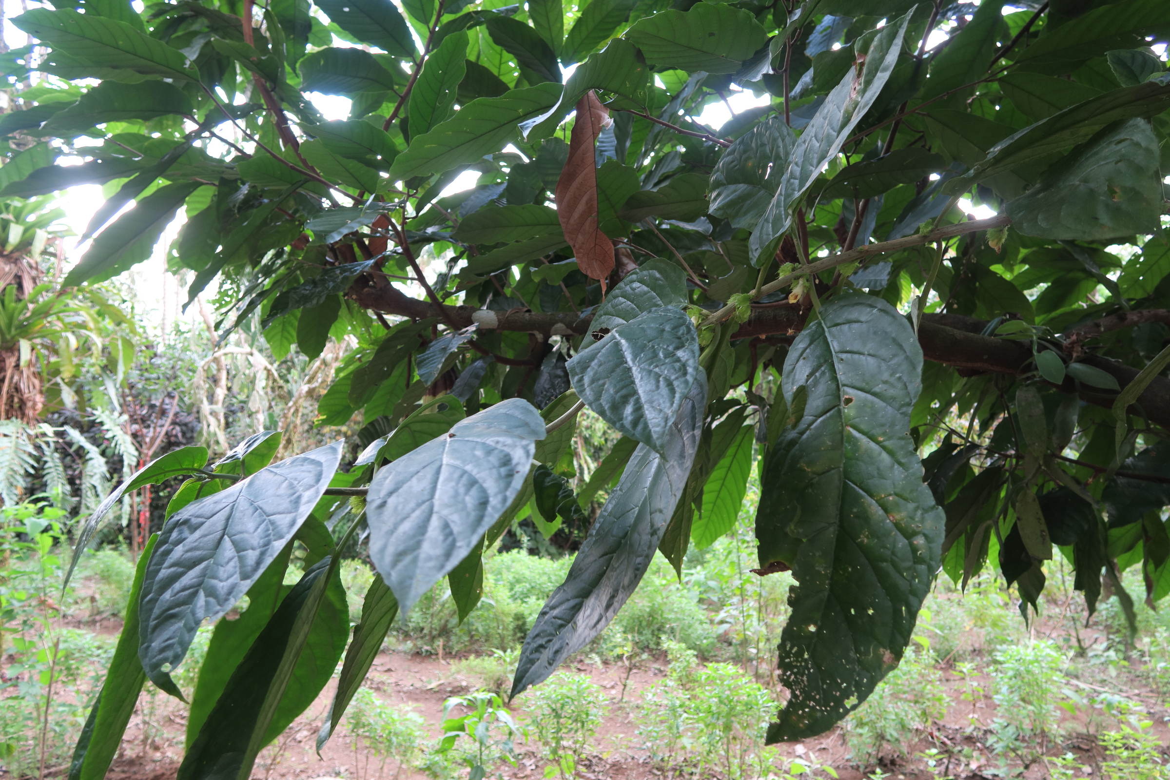 Afficher le média drymonia_macrophylla1md drymonia_macrophylla1md