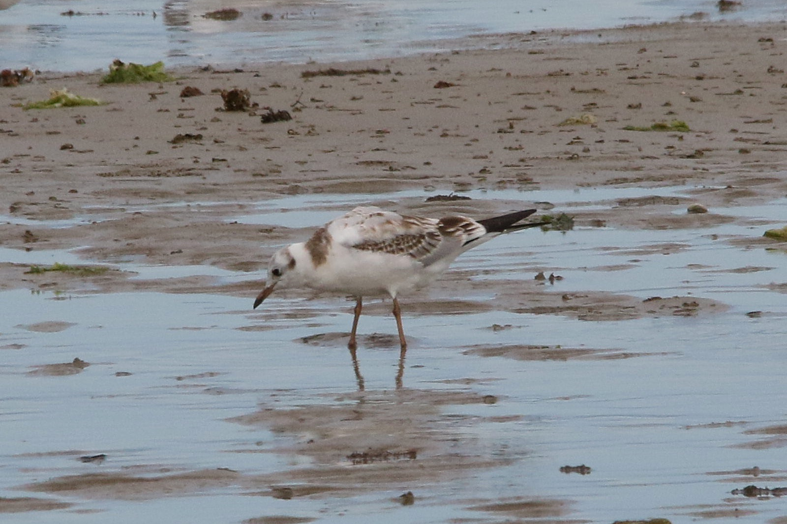 Afficher le média mouette_rieuse_-_chroicocephalus_ridibundus19md mouette_rieuse_-_chroicocephalus_ridibundus19md