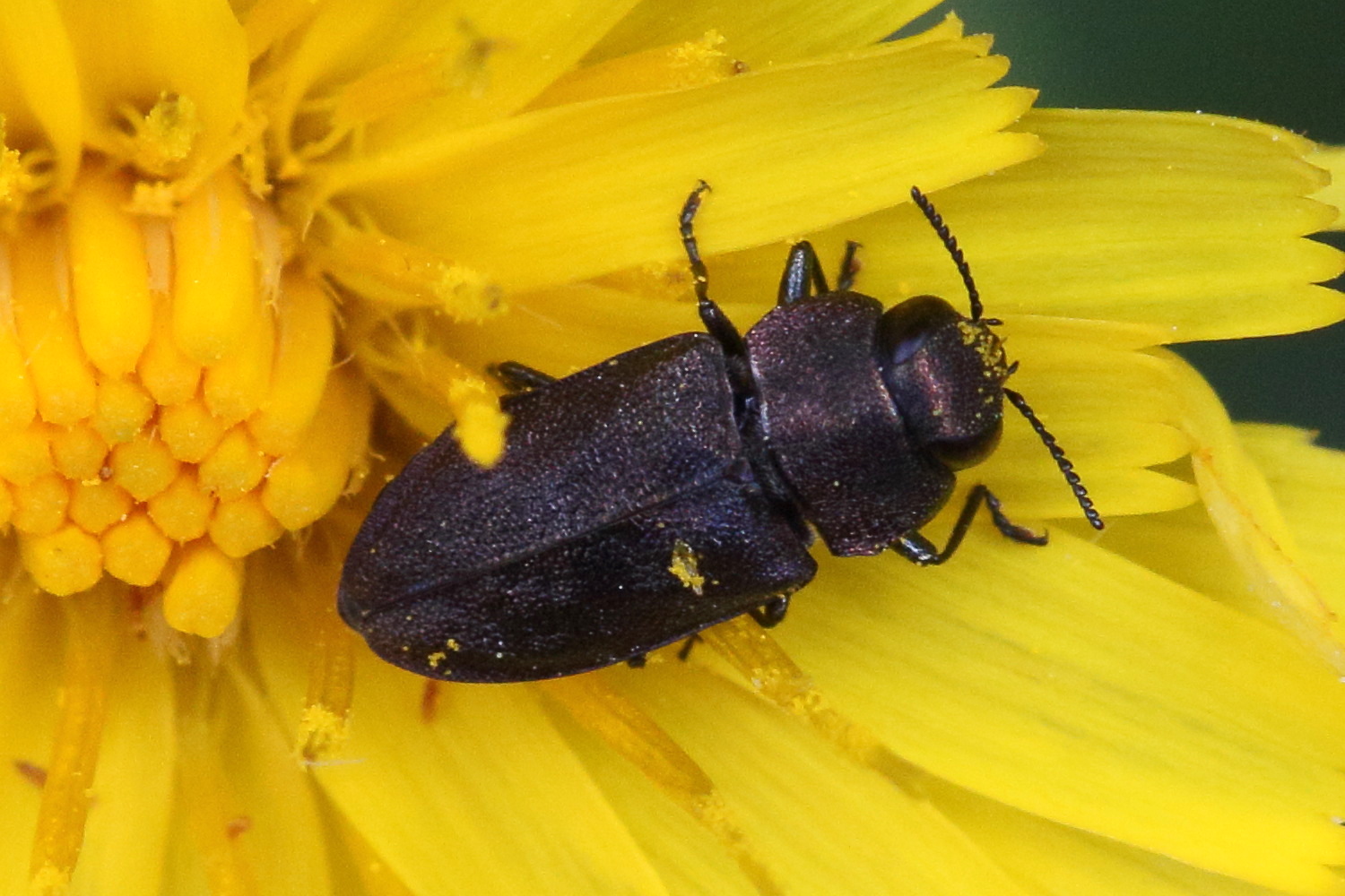 anthaxia_helvetica3md