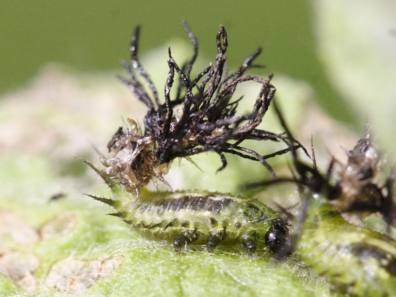 Afficher le média cassida_murraea_larv1md cassida_murraea_larv1md