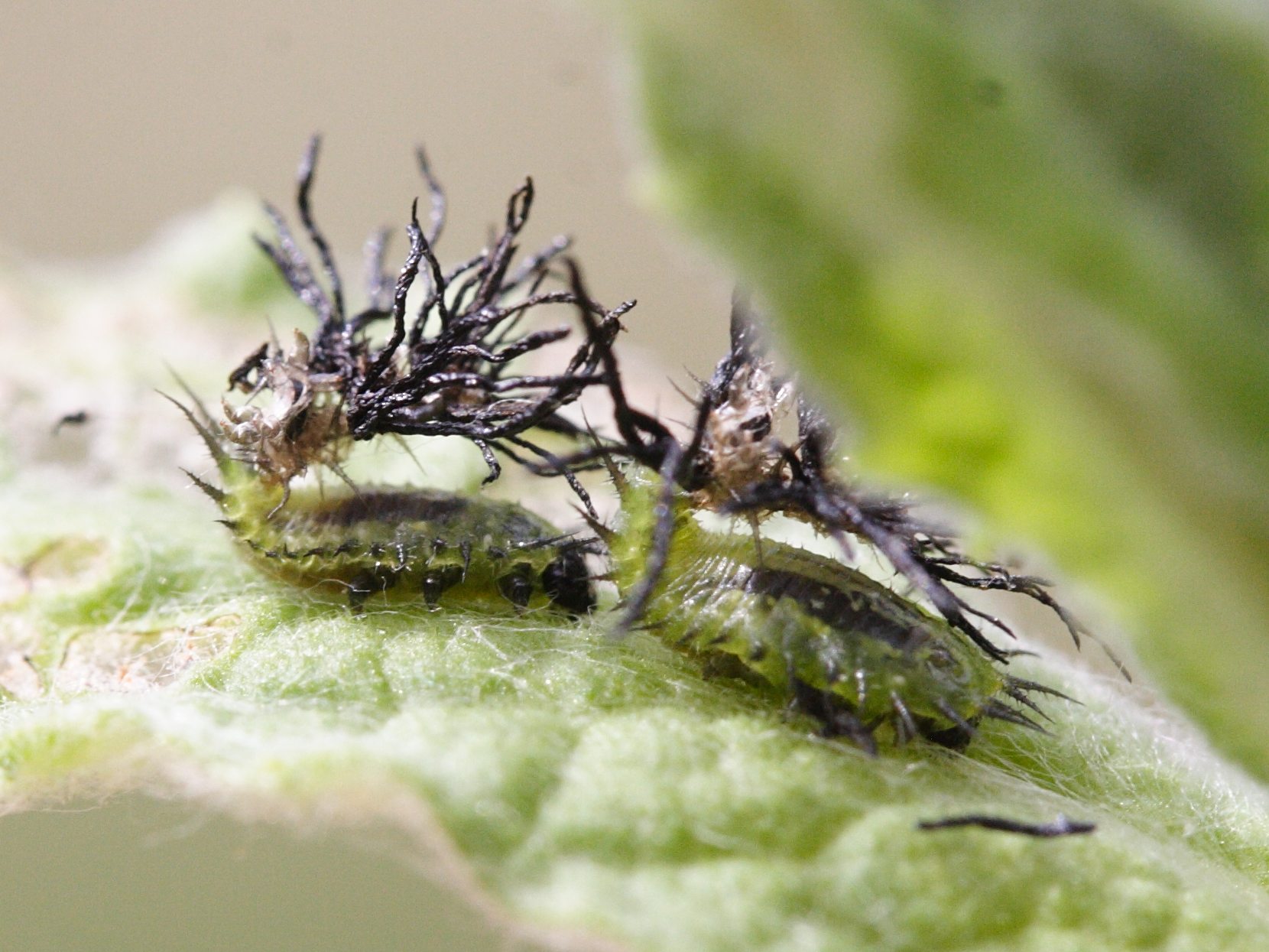 Afficher le média cassida_murraea_larv2md cassida_murraea_larv2md