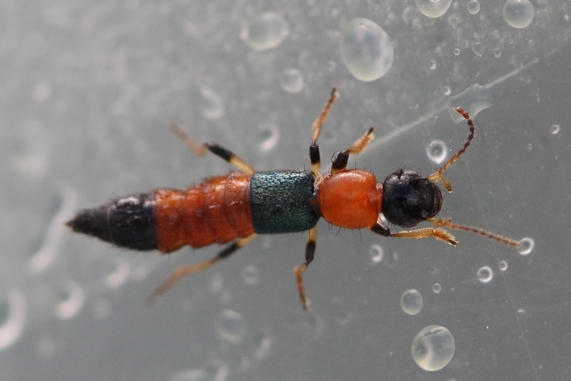 paederus_littoralis2md