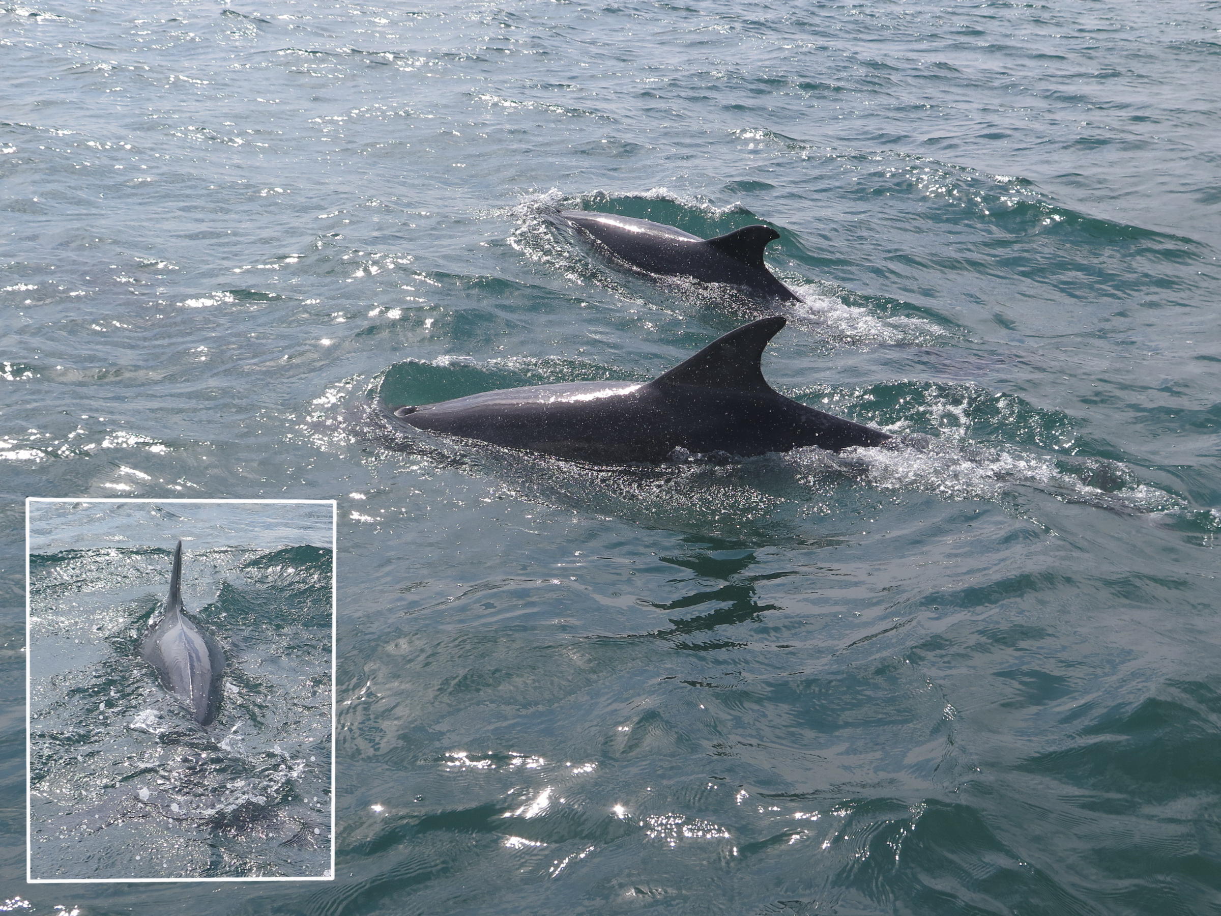 Afficher le média tusiops_truncatus3gm tusiops_truncatus3gm