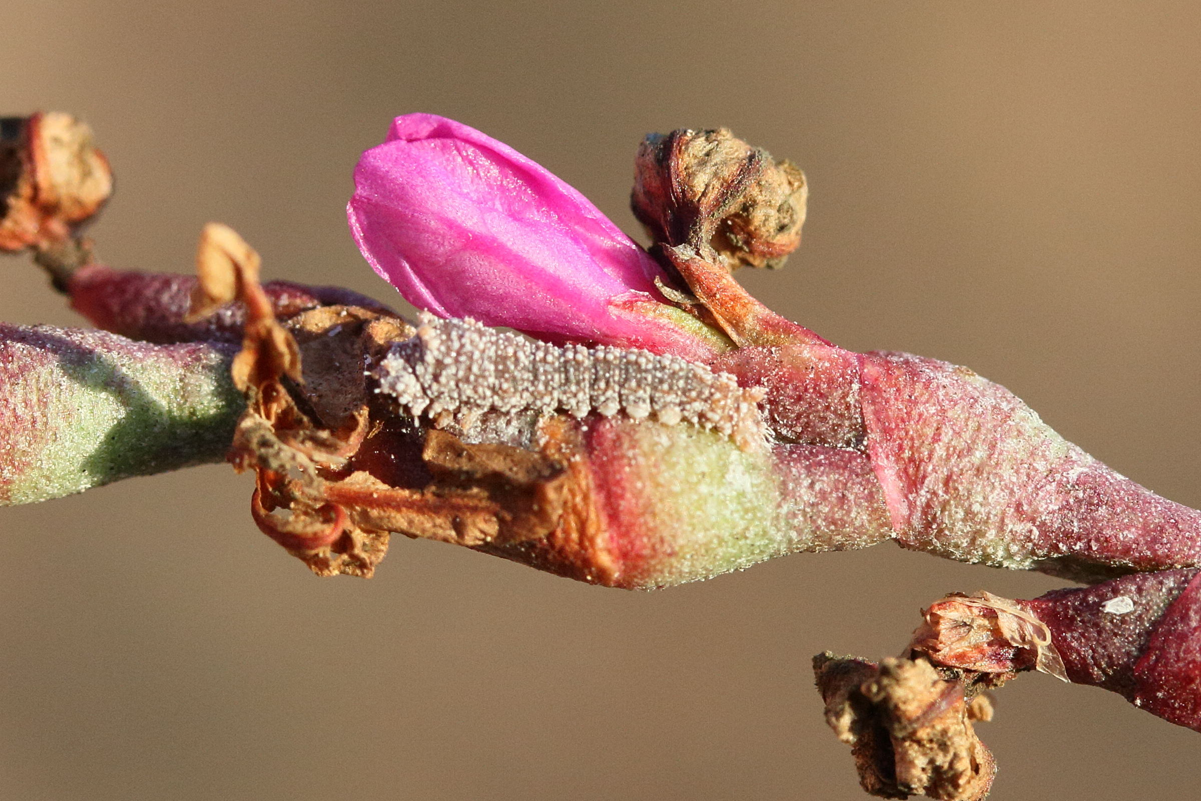 agdistis_manicata_ch1md