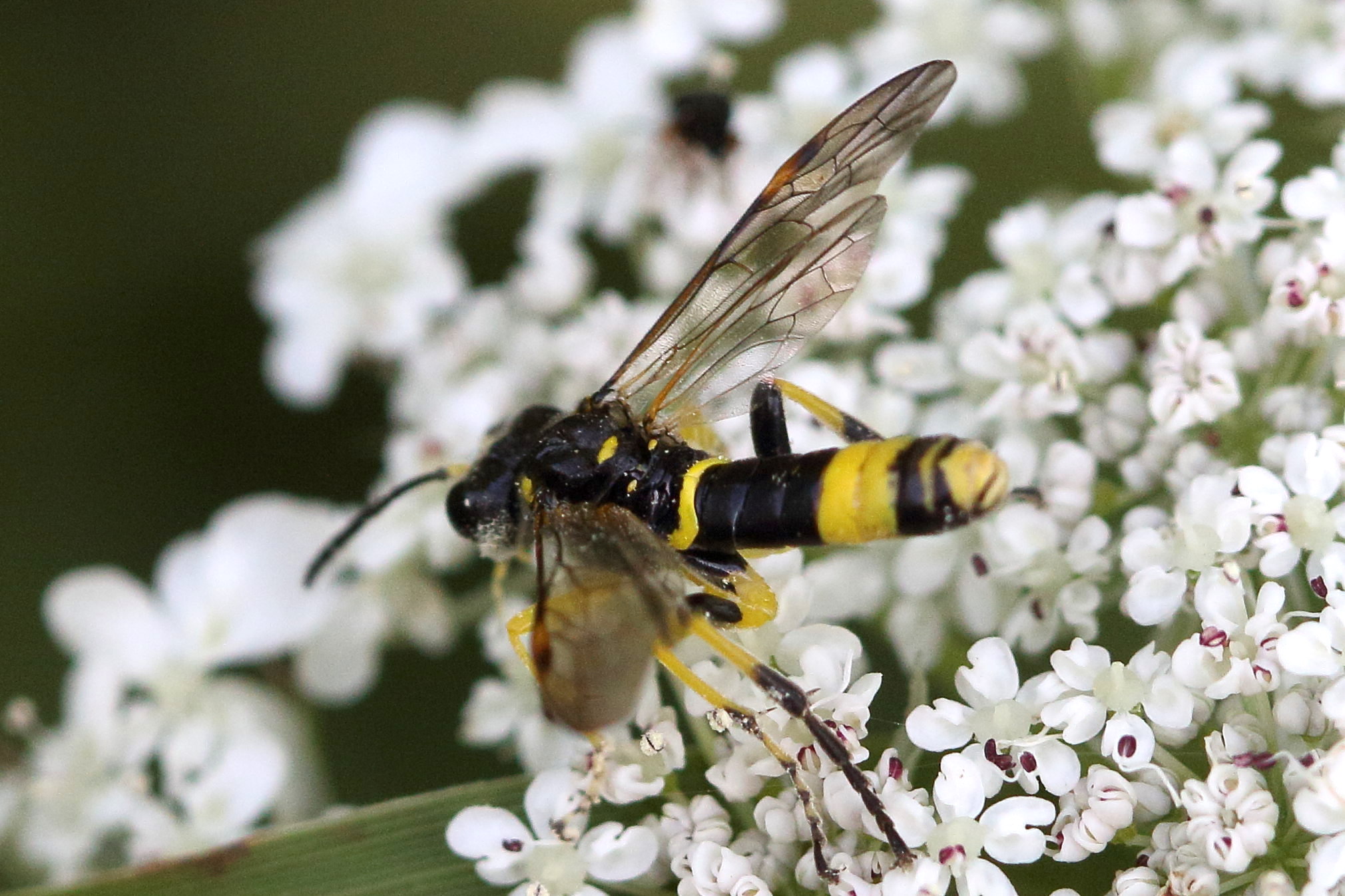 tenthredo_marginella1md