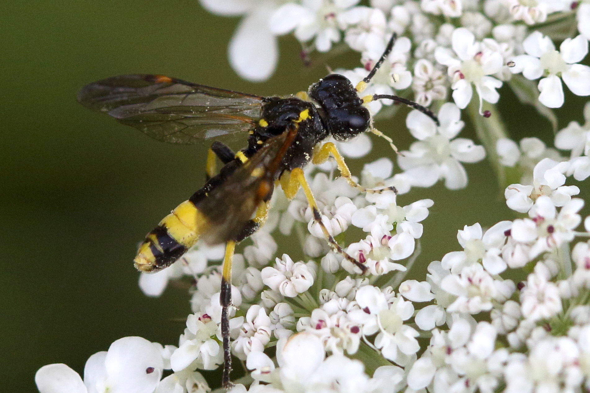 tenthredo_marginella2md