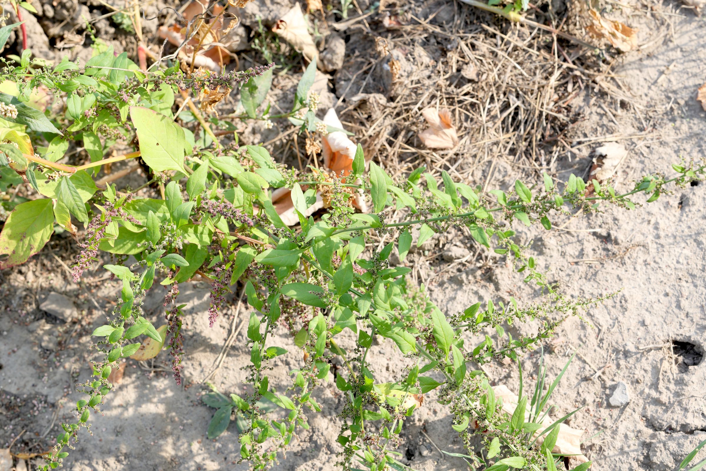 Afficher le média lipandra_polysperma1md lipandra_polysperma1md