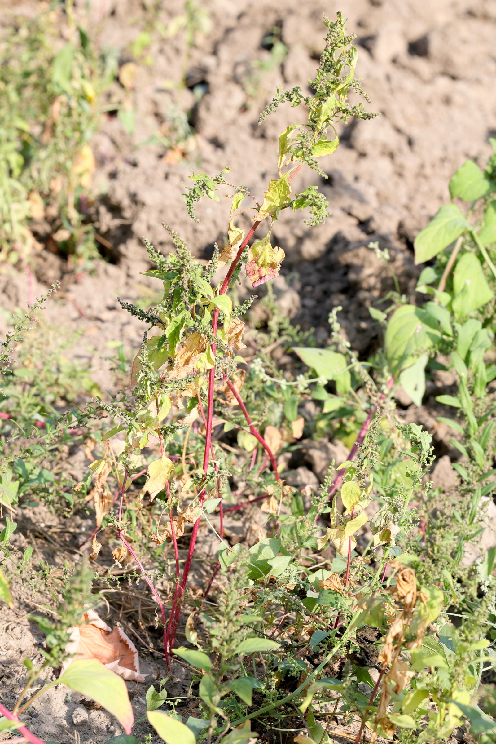 Afficher le média lipandra_polysperma2md lipandra_polysperma2md