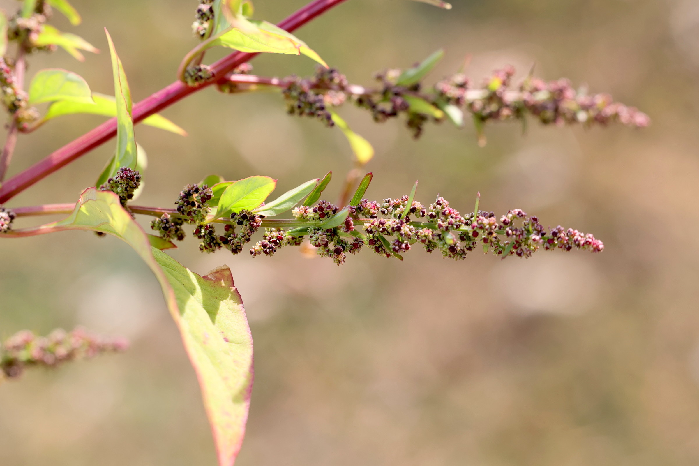 Afficher le média lipandra_polysperma3md lipandra_polysperma3md