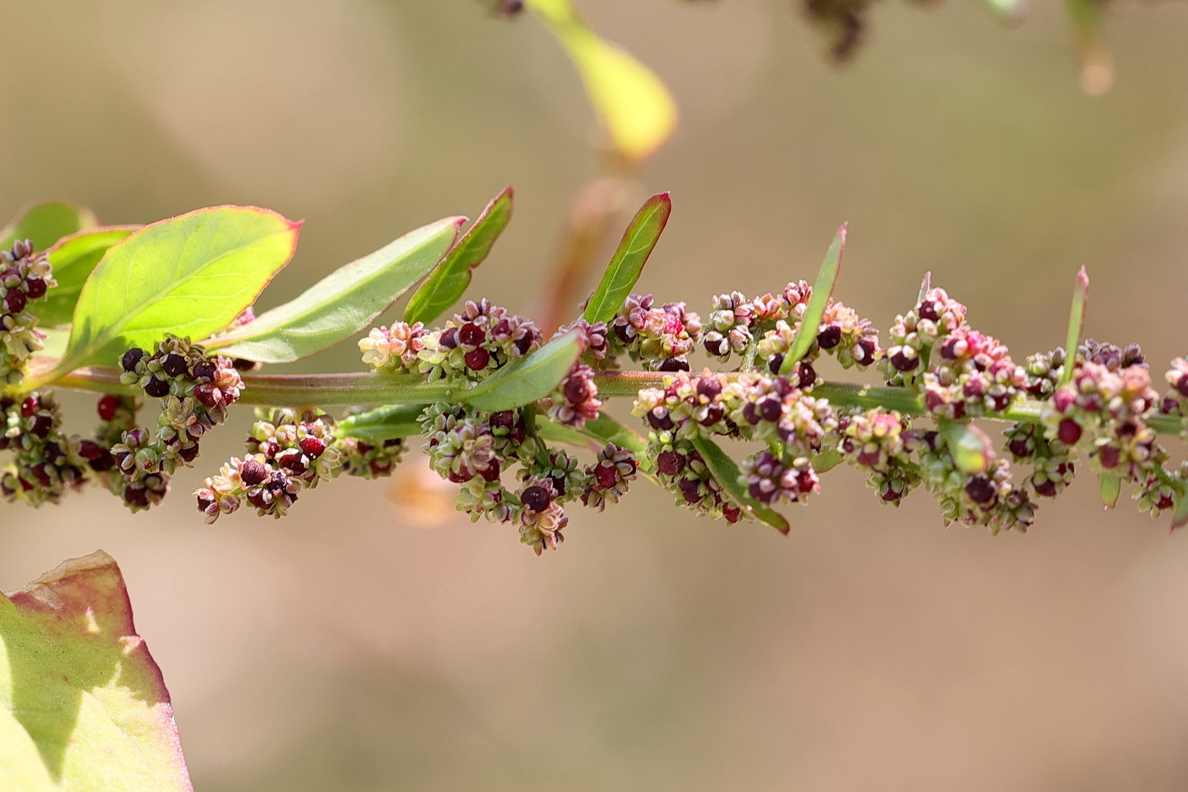 Afficher le média lipandra_polysperma4md lipandra_polysperma4md