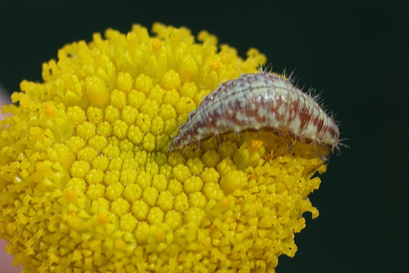 Afficher le média chrysoperla_carnea_larv1md chrysoperla_carnea_larv1md