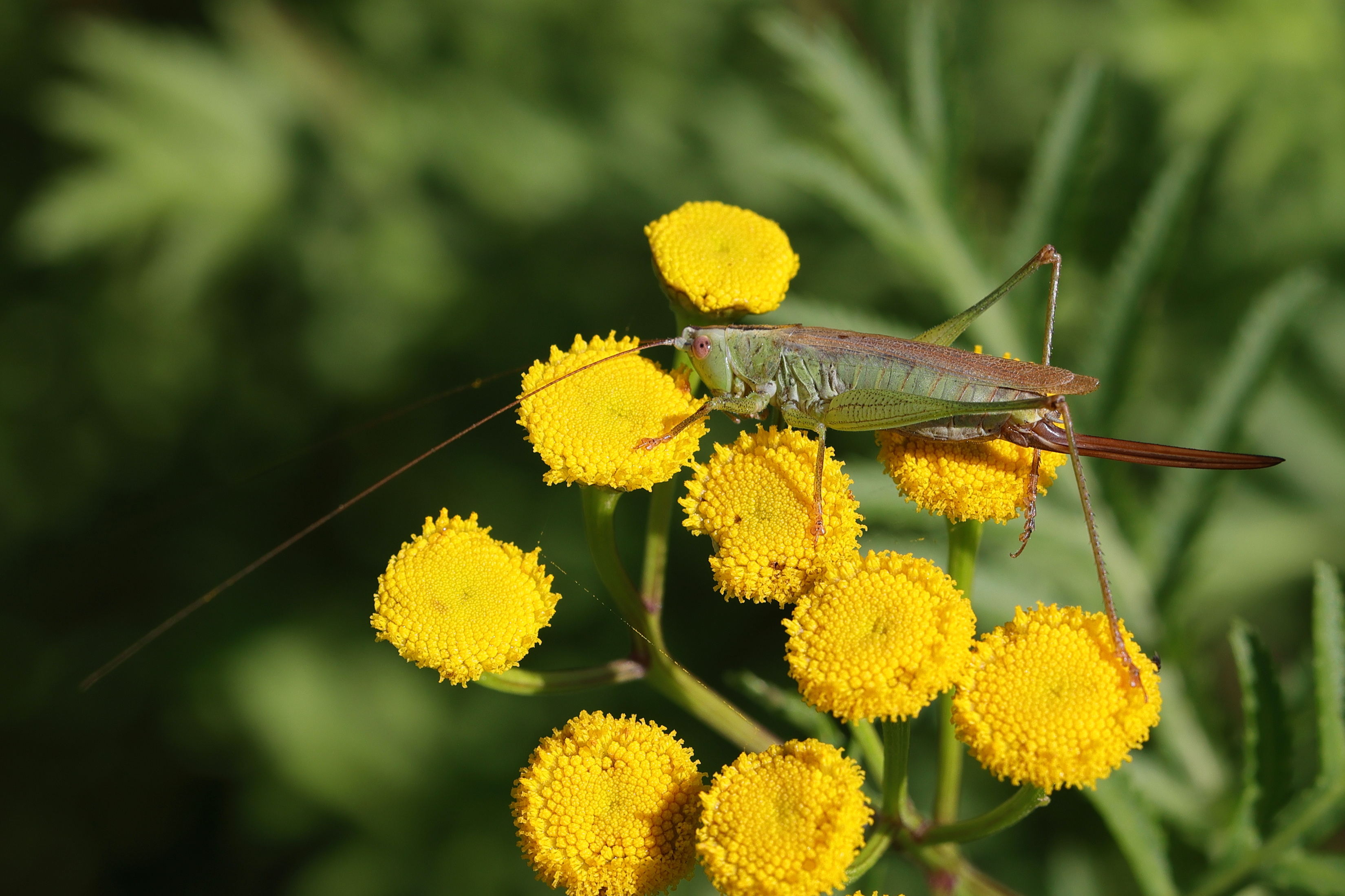 conocephalus_fuscus9md
