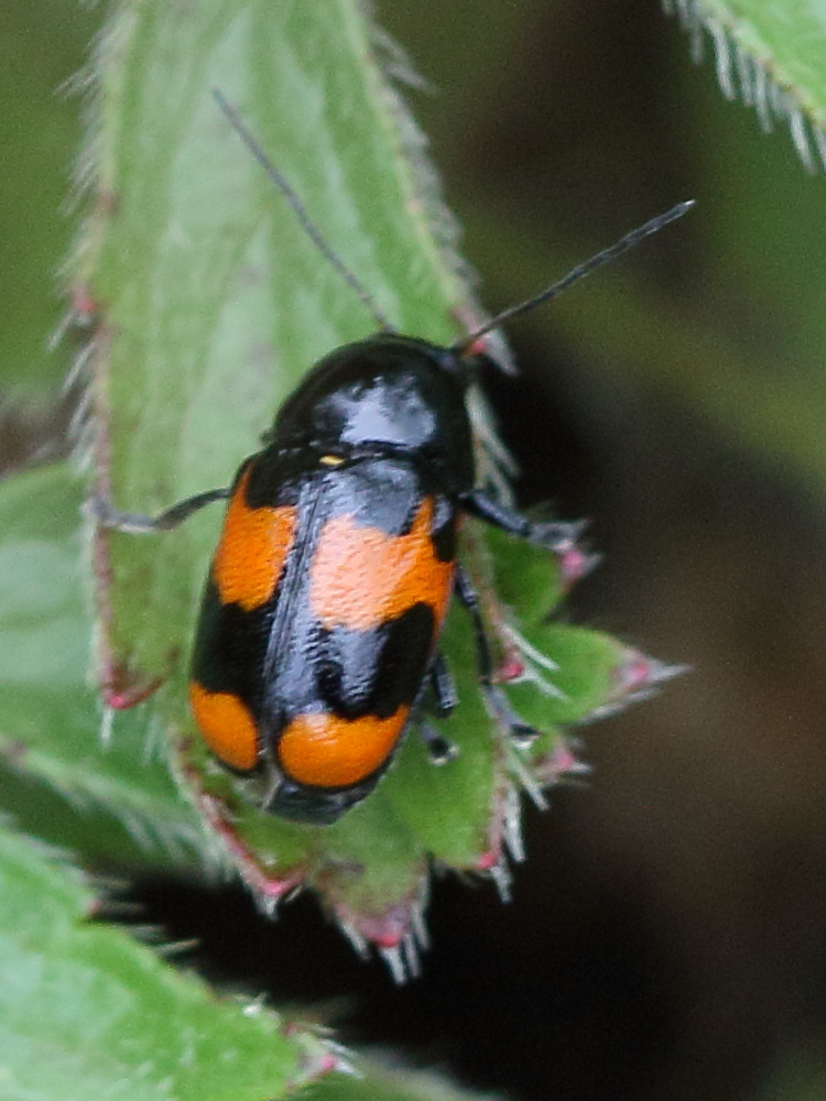 cryptocephalus_sinuatus1md