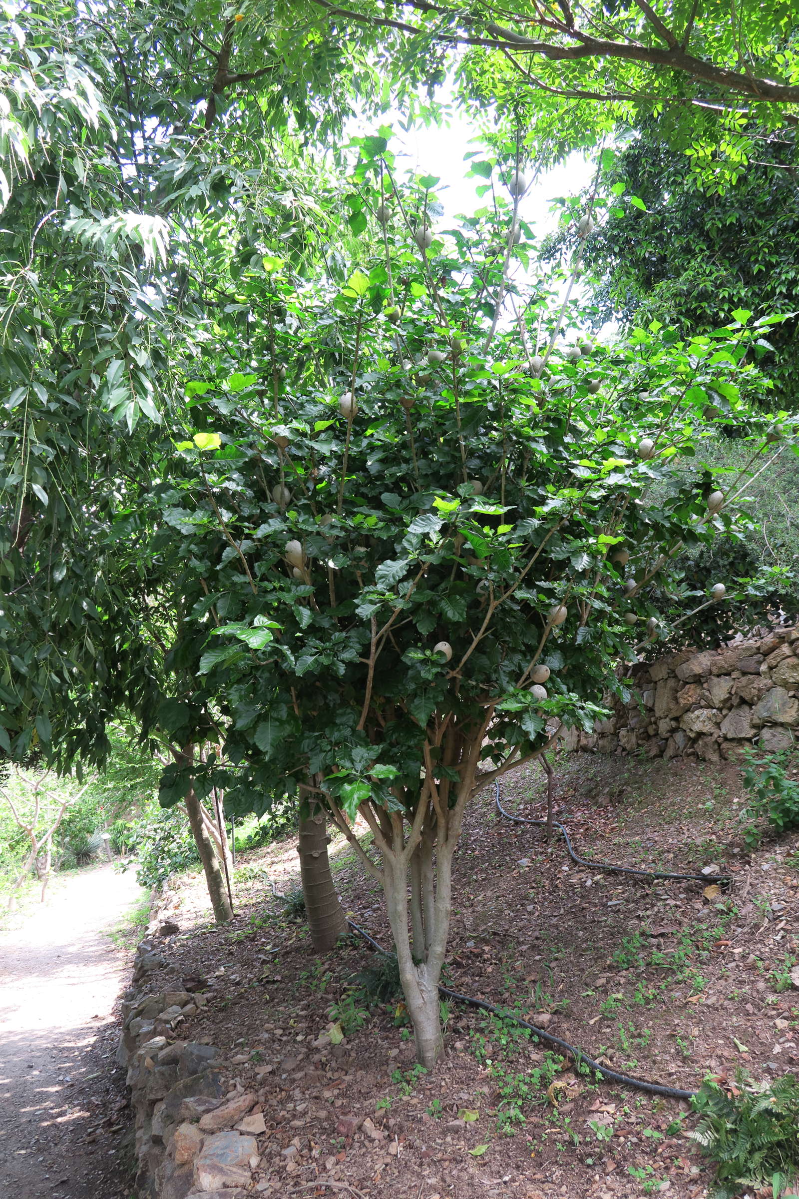 Afficher le média gardenia_thunbergia1md gardenia_thunbergia1md