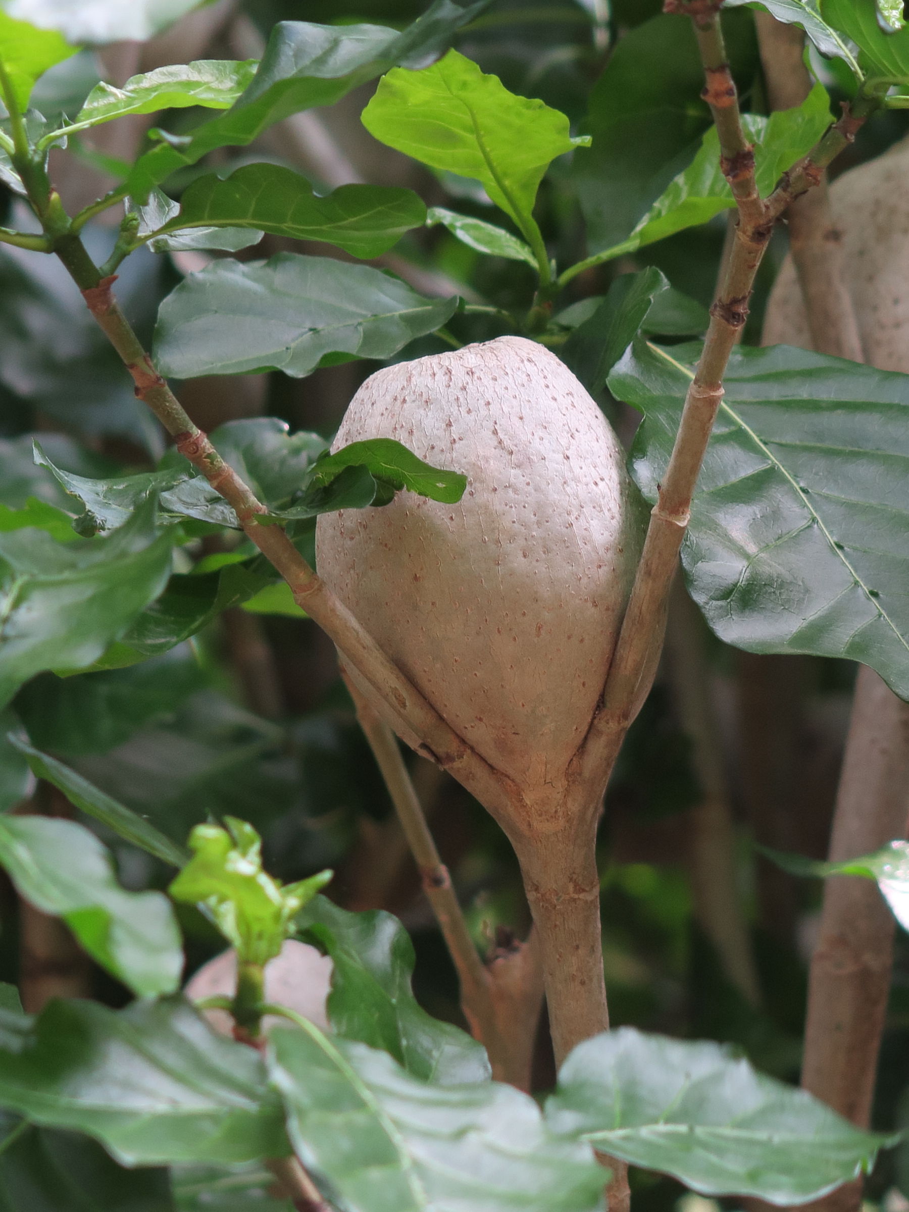 Afficher le média gardenia_thunbergia2md gardenia_thunbergia2md