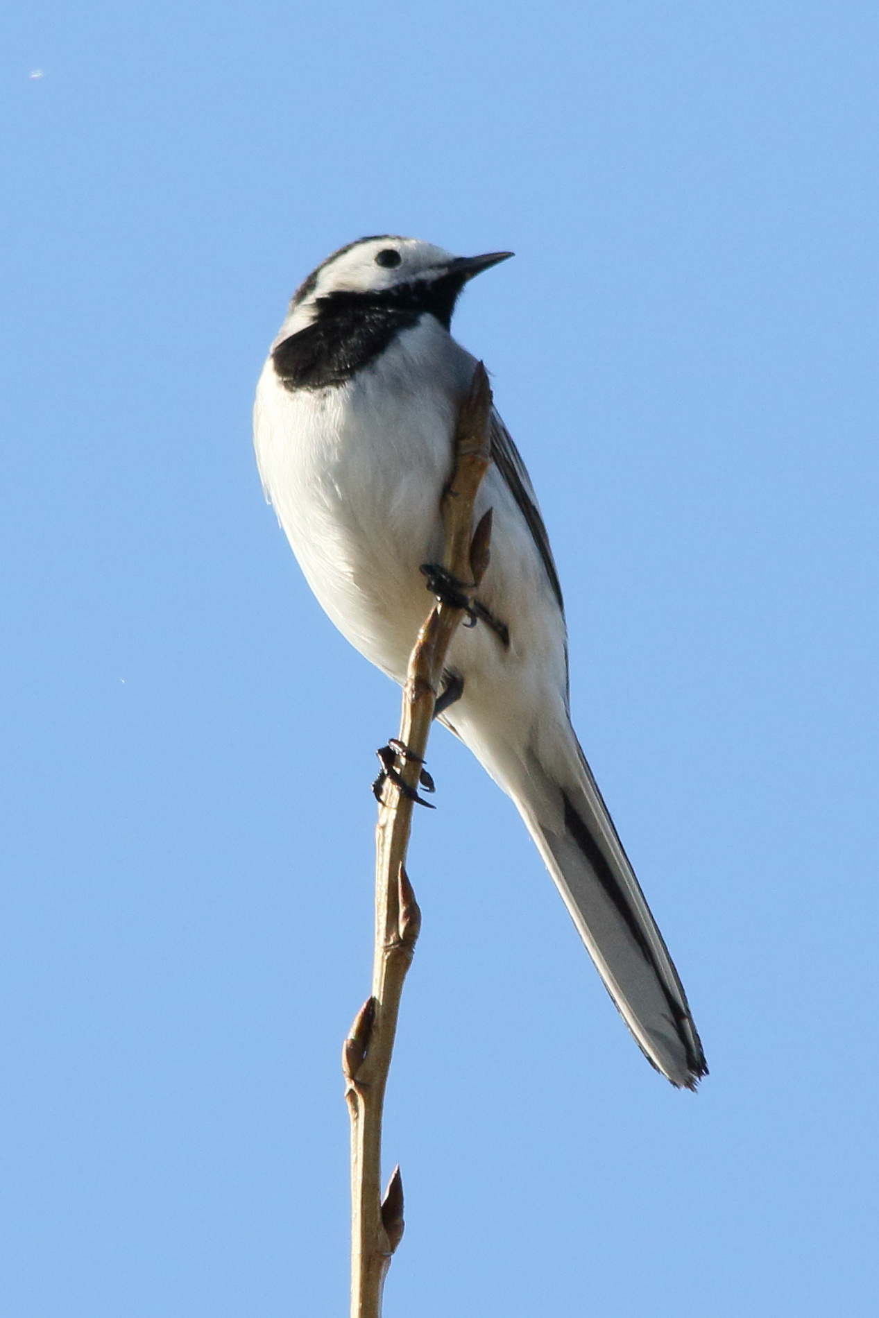 bergeronnette_grise_-_motacilla_alba1md