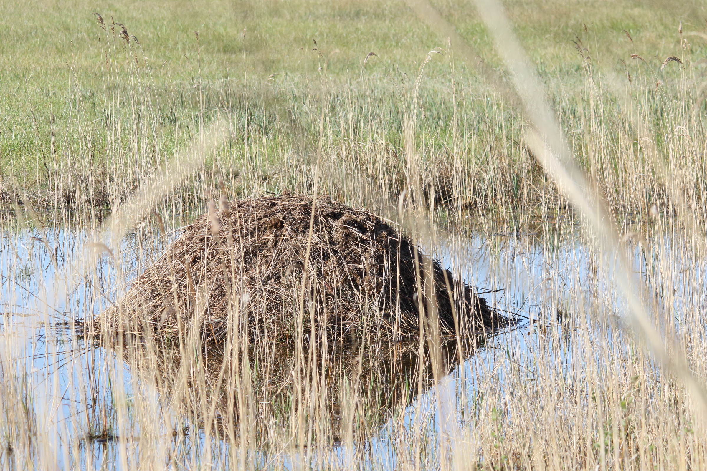 ondatra_zibethicus_hutte1md