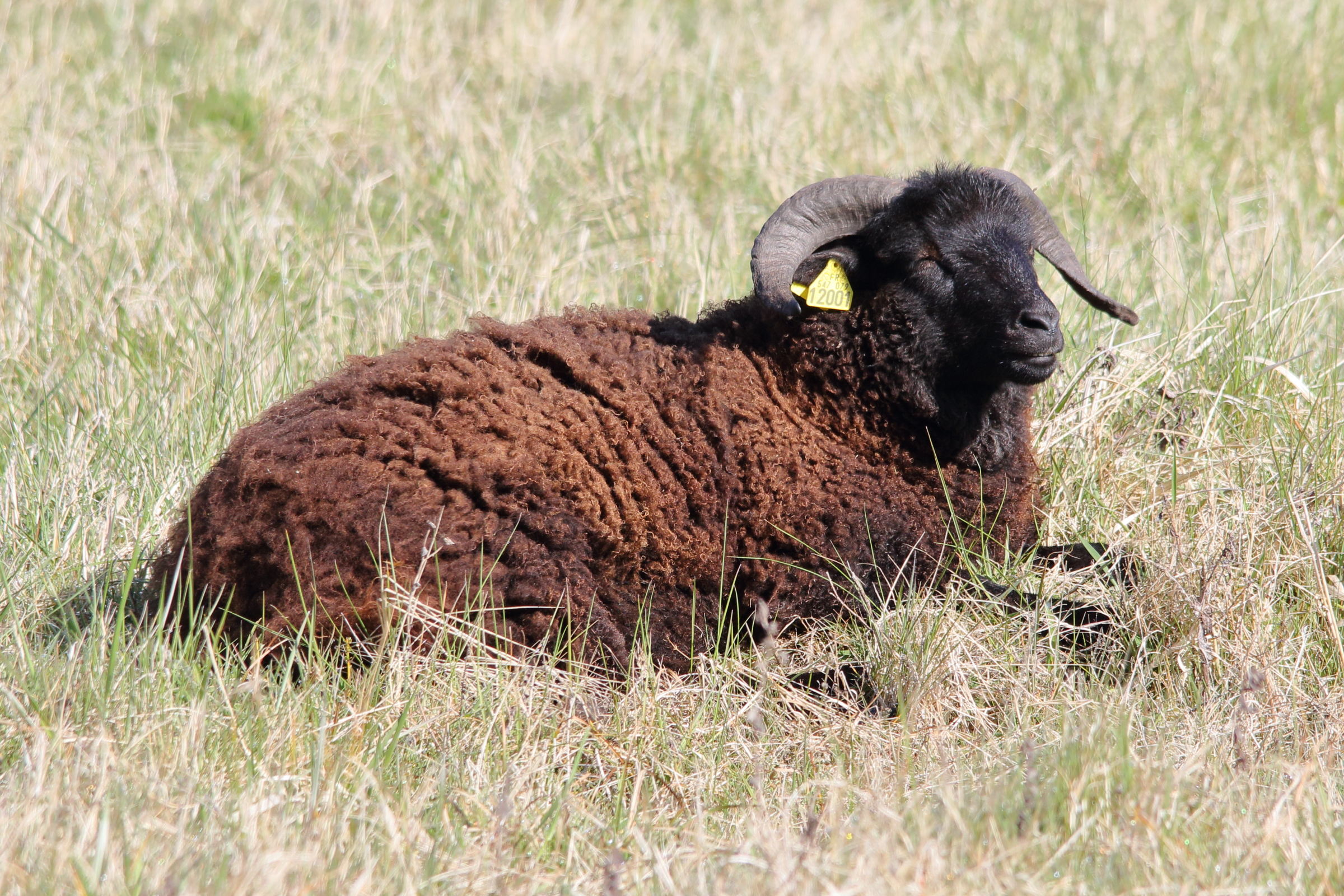 ovis_aries_ouessant4md