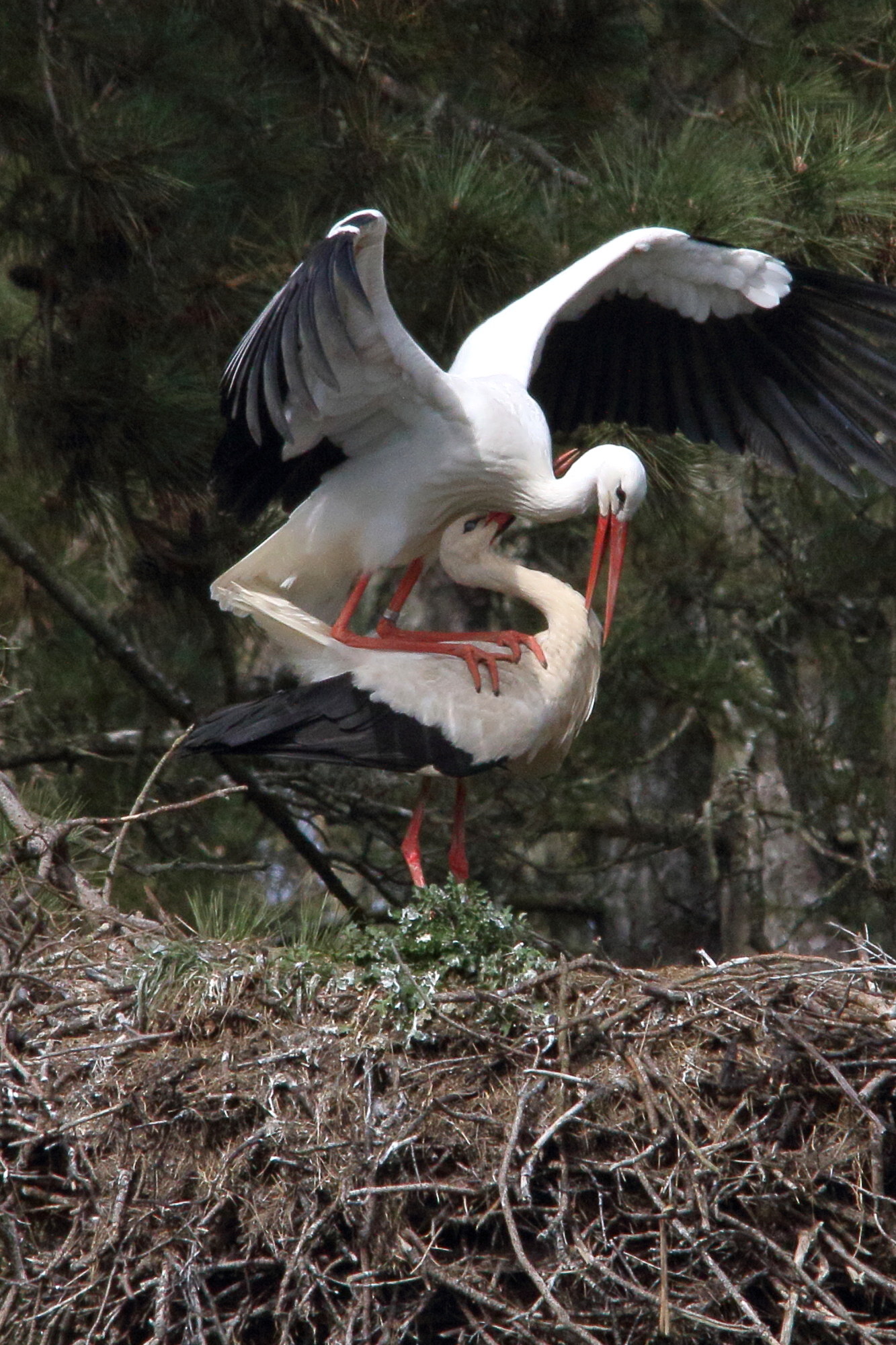 cigogne_blanche_-_ciconia_ciconia10md