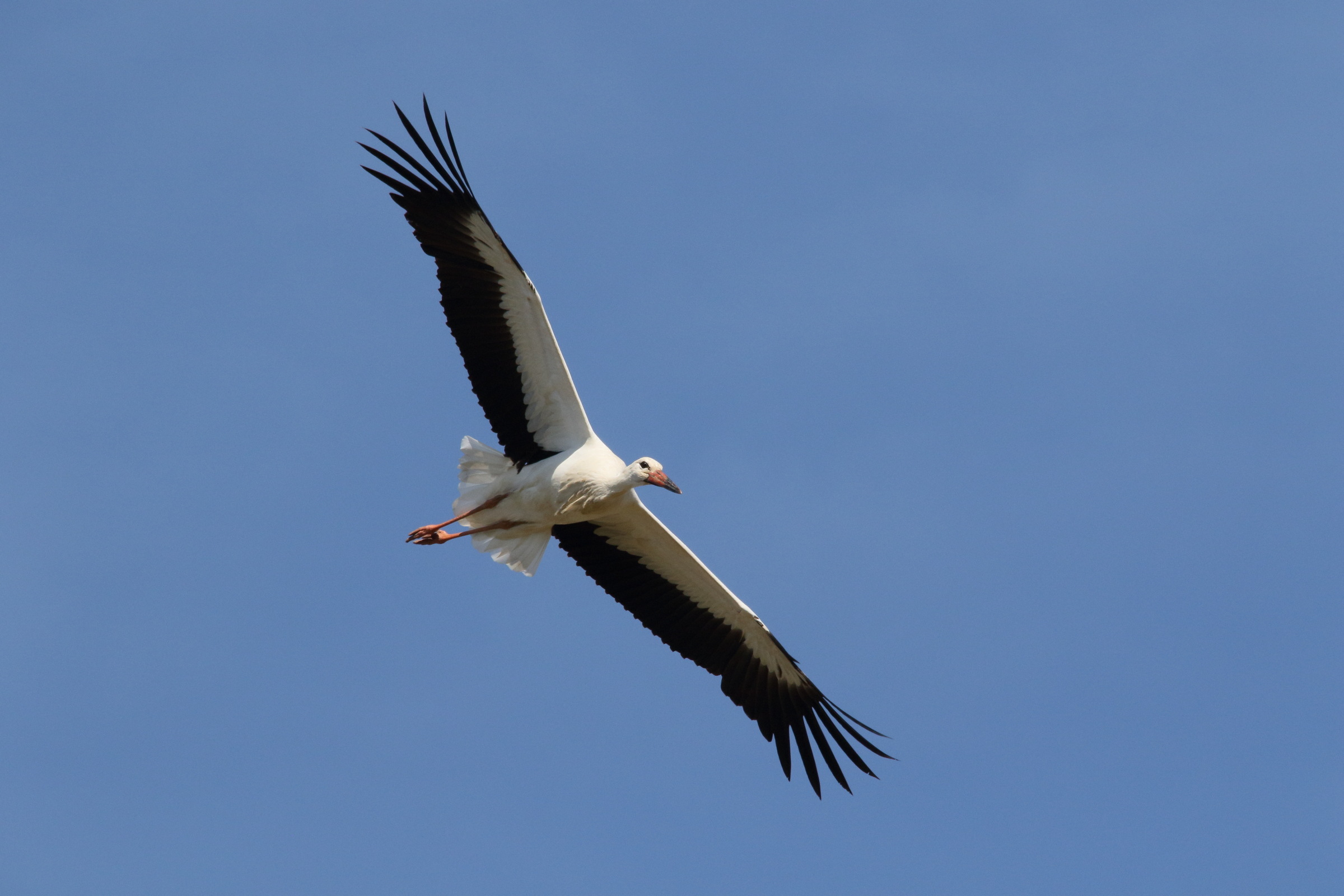 cigogne_blanche_-_ciconia_ciconia9md